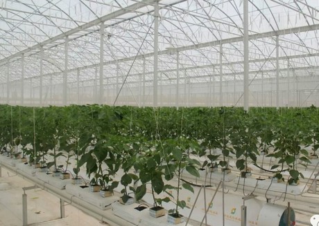 Chinese greenhouse builder looks at increasing cooperation with the Dutch